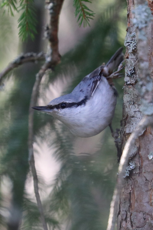 Eurasian nuthatch/nötväcka.