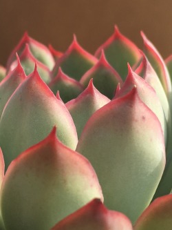 feeelingalright:This is my most colorful echeveria