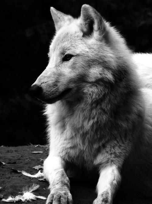 brutalgeneration:  Tumblr  on We Heart It - http://weheartit.com/entry/59301816/ 