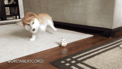gifsboom:  Drewbert the corgi vs. BB-8. [video] [Drewbert Corgi] 