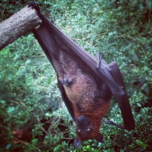 #fruit bat #Singapore #zoo #memories
