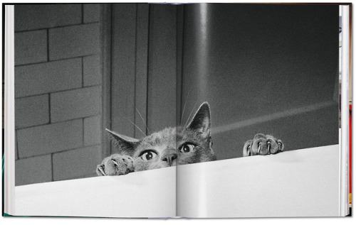 itscolossal:  Hundreds of Timeless Feline Photos by Walter Chandoha Are Compiled Into a New Book