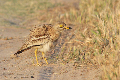 Stone Curlew (Burhinus oedicnemus) &gt;&gt;by Tevaironi (1|2)