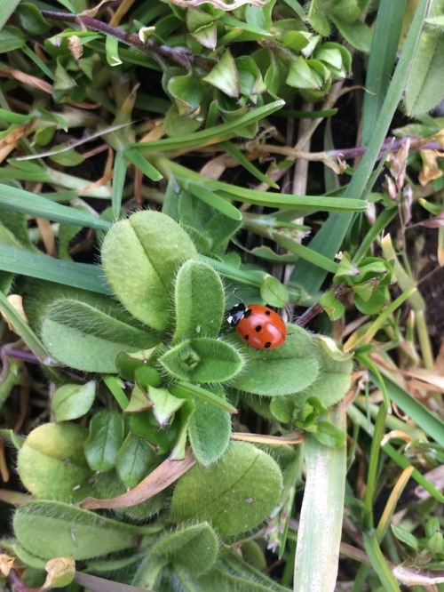 lovplant:made a lil friend in the garden !!