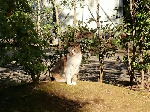えぇぇ…またも悪い飼い主のわたくしは… 横浜三渓園におりました… 三渓園の猫さんたち。
