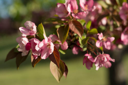 florealegiardini:Malus floribunda ~ Derin VanderSpoel