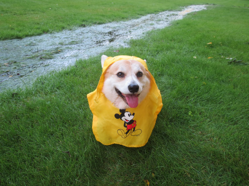 tearyplant:  scampthecorgi:July is off to a rainy start, but Scamp doesn’t seem to mind!  aesthetic