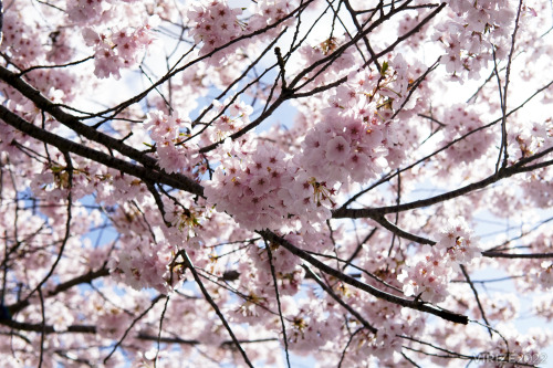 I don’t get to flex my photography skills often, but here’s some cherry blossoms I shot yesterday wh