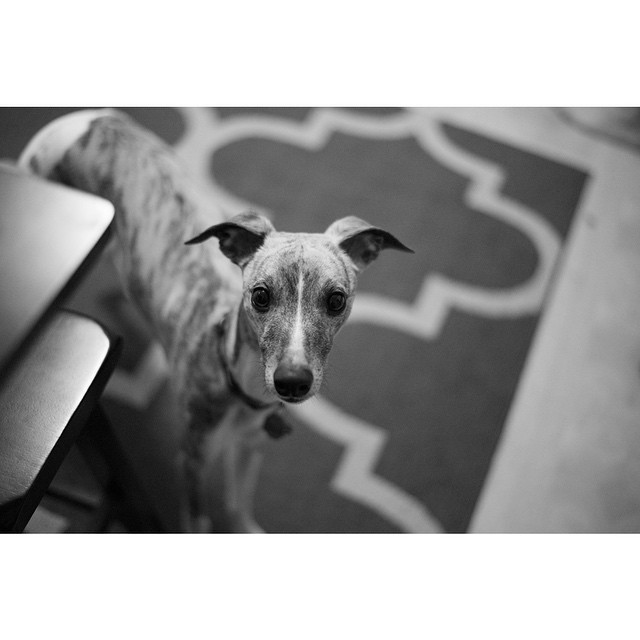 awhippetnamedenzo:  #enzothewhippet #whippet #whippetsofinstagram #hound #sighthound