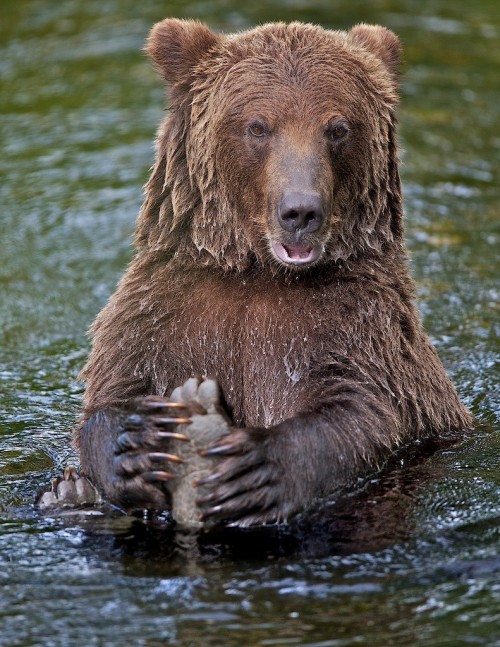 fuck-yeah-bears:  Bully At Play by Buck Shreck