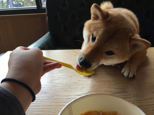 Much nom. Such gourmet.