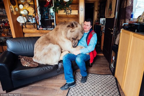 Russians, Svetlana and Yuriy Panteleenko adopted Stepan, a 7ft tall and 300lb bear and have domestic