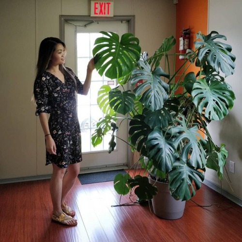 First visit to my monstera as a married couple #monsteramonday - FAQ: plant is lit by a west facing 