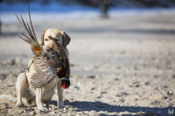 poachingencouraged:  Beach Shoot