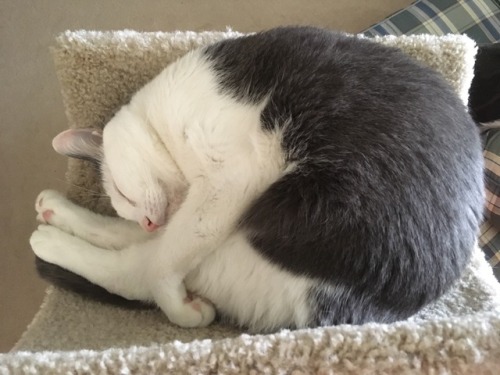 quinncats:butternut grabs him leggies. @mostlycatsmostly