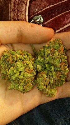 not-so-secretly-stoned:  Lamb sour diesel