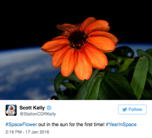 micdotcom:  the-future-now:  Behold: The first flower grown in space Space. The empty black vacuum became a little bit brighter on  Sunday after Scott Kelly, a U.S. astronaut aboard the International  Space Station, tweeted an image of the first flower