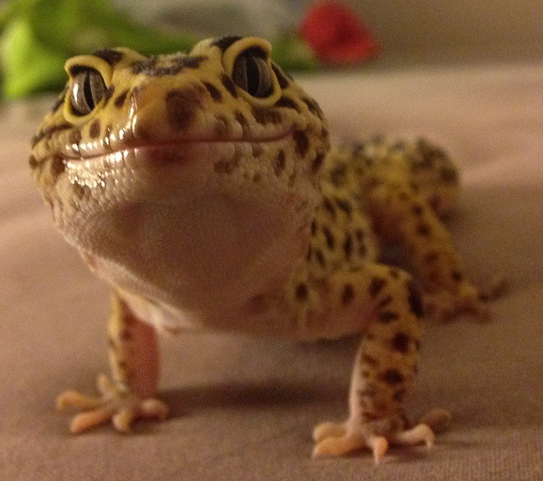 images Smiling Lizard Couple smiling gecko explore tumblr posts
