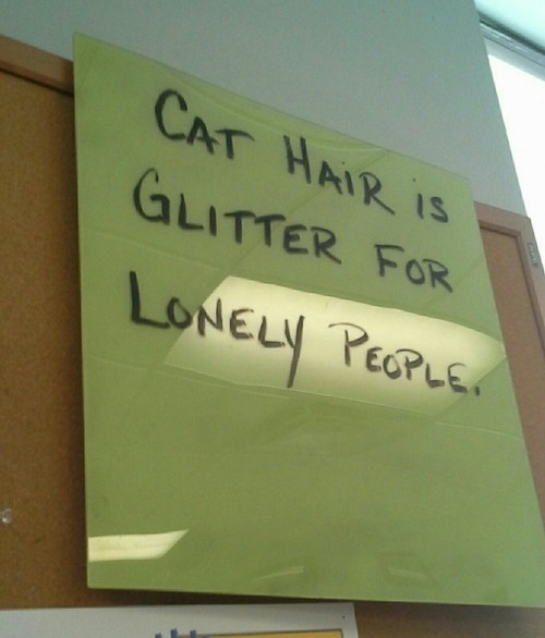 cat hair