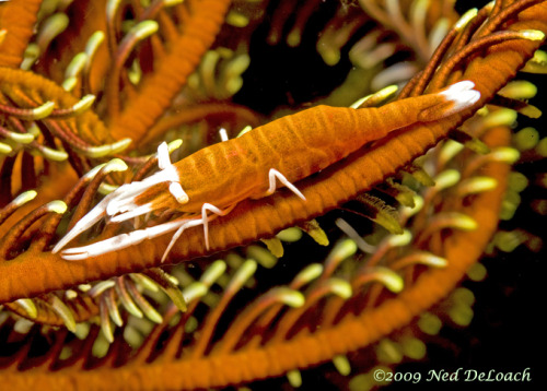 aquatictimes:Crinoid Shrimp