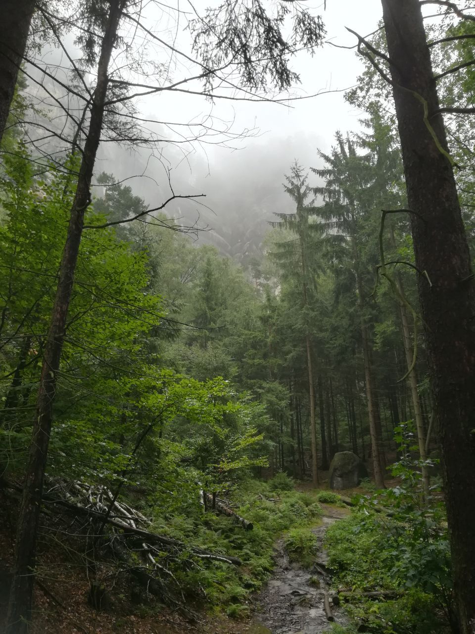 melody-of-oceans:Saxon Switzerland  August 2017