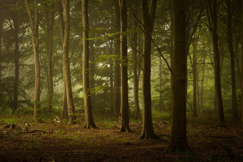 Friston Forest - June 22nd by Edd AllenPhotocrowdFacebookTwitterInstagram