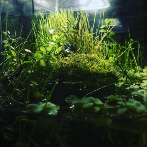 And the little one at home, this nano #paludarium, had a haircut yesterday . . #aquascape #natureaqu