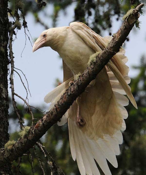 paganalia: The white ravens of Qualicum Beach, Vancouver Island in British Columbia,
