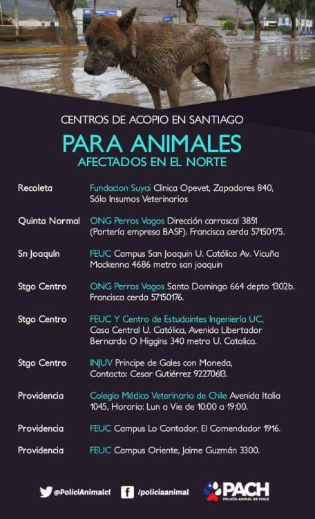 capuchainformativa:Centros de acopio (Santiago y regiones) para animales afectados en el norte. Si saben de otros lugares, dejar dirección en comentarios!  Difundir.