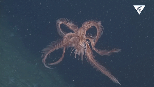 montereybayaquarium:A feather star takes flight into abyssal skies, with flapping arms like so many 