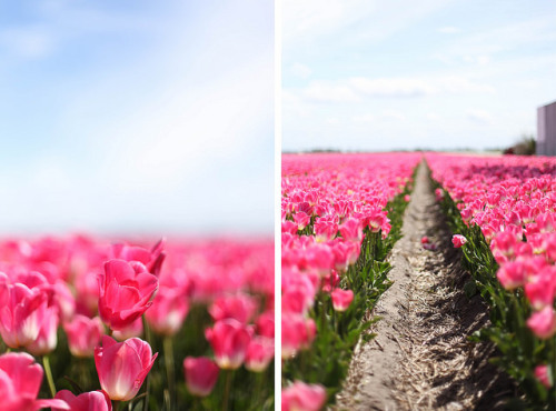 chamju: floralls:   Tulip fields, Netherlands by  Faye Bullock   @chrissyisabear I was there and I’l