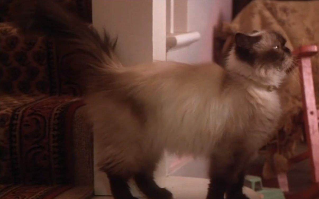 Movie Edition: Homeward Bound: The Incredible Journey – @chreecapz on Tumblr