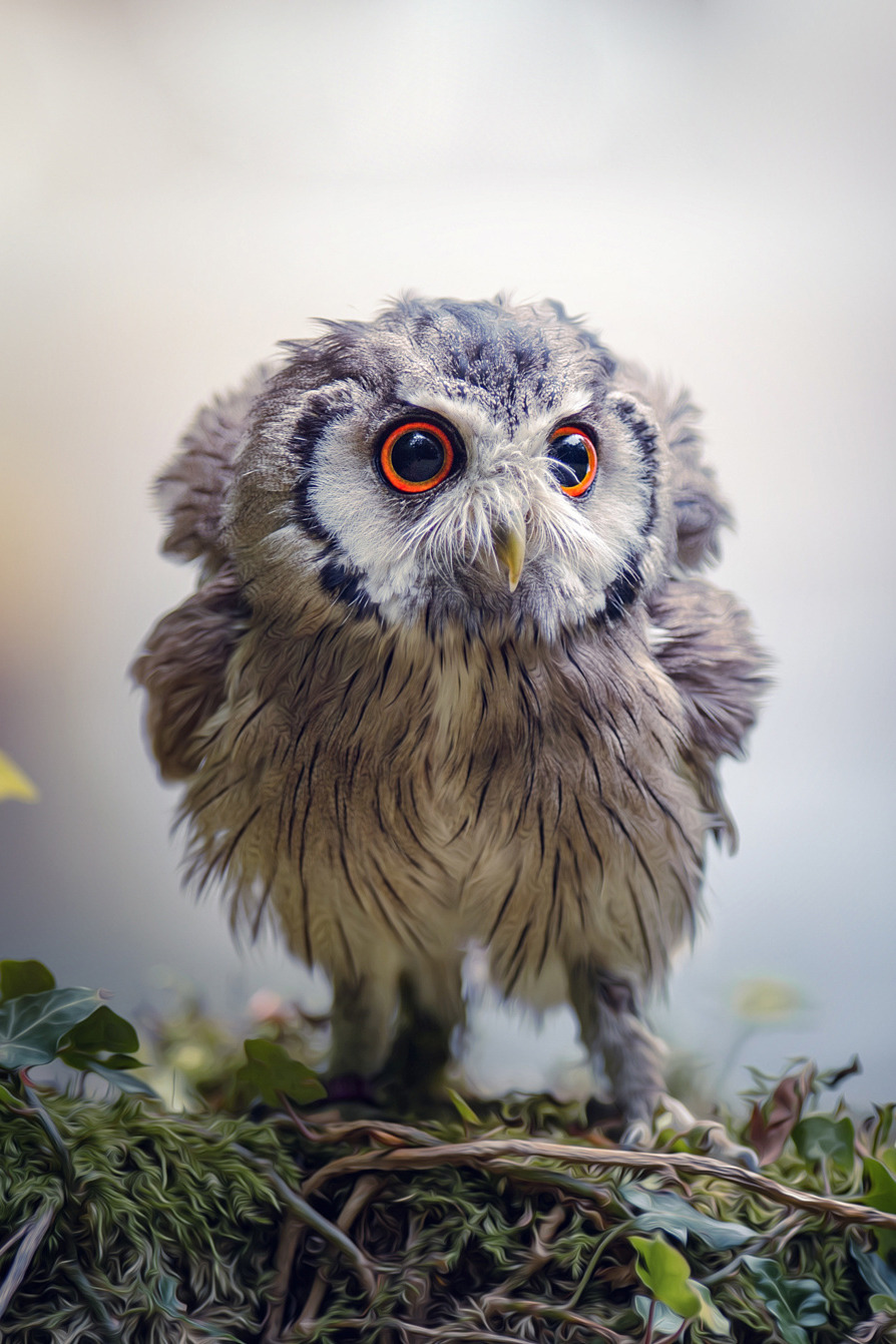 lsleofskye: Gandalf, the Grey