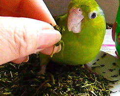 tootricky:  Parrotlet enjoys some herbs (source)