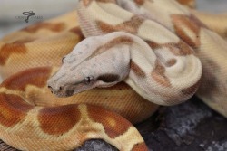 crispysnakes:  06M - Hypo (Boa imperator)