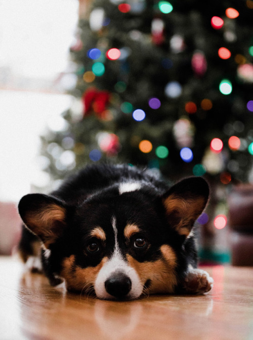 waiting for Santa Paws…..