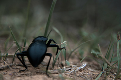 Trekking through the micro-world by dotstephanie on Flickr.