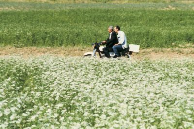 he–is–not–here:Flowers in Kiarostami films.Close-Up (1990) - کلوزآپ ، نمای نزدیک‎, Klūzāp, nemā-ye nazdīk. Through the Olive Trees (1994) - زیر درختان زیتون‎ Zīr-e Derakhtān-e Zeytūn.Where Is