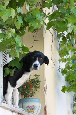 silkfactory: Dog guarding a home A dog - possibly a pointer - is standing in window - guarding a Greek home (Plaka, Athens). 