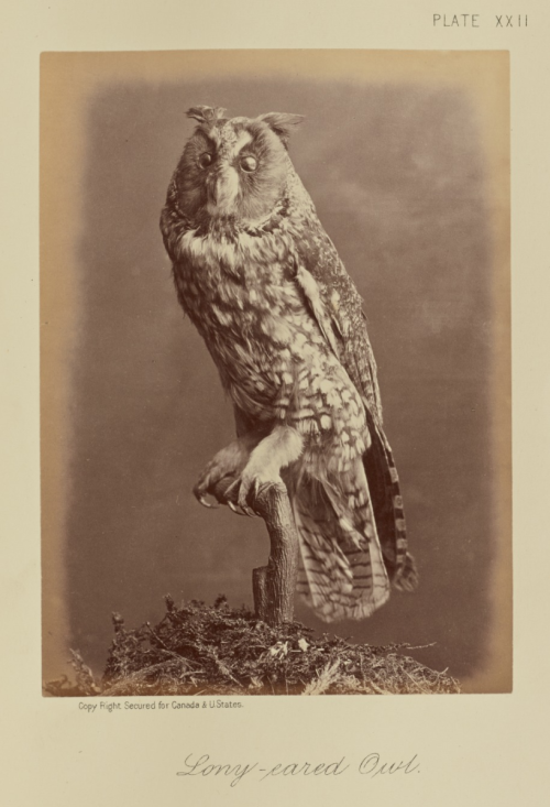 thegetty:Superb OwlsA round up of truly the most superb owls in our collection. Franco-Flemish OwlCr