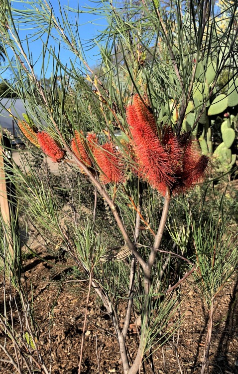 Hakea bucculentaThis shrub in the Protea Family comes from north of Perth on the west coast of Weste