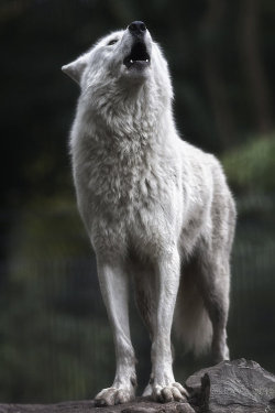 diffuxe:  nichvlas:  Howling Wolf by Arathrael