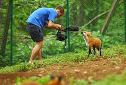 puddlejmping:vulcans-angels-heroes:A fox stealing a boom mic at the Zao Fox Village in Miyagi Prefecture in Northern Japan [x]That’s not the actual mic, just the cover for it. Sure is cute though.  *drops the mic*