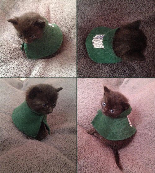 puppybrateren:Pichu got her own Levi-cosplay.Attack on kitten