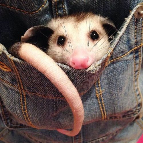 possumoftheday:Today’s Possum of the Day has been brought to you by: Pockets!@little-brisk