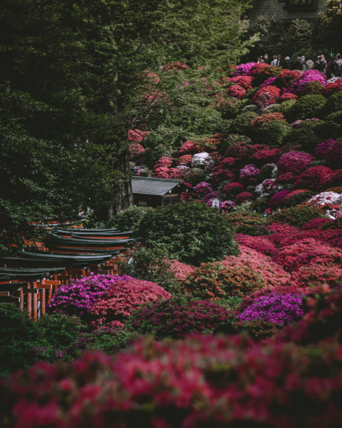 Bunkyo Azalea Festival, held at Nezu ShrineFrom mid-April until the early May, you can enjoy over 3,