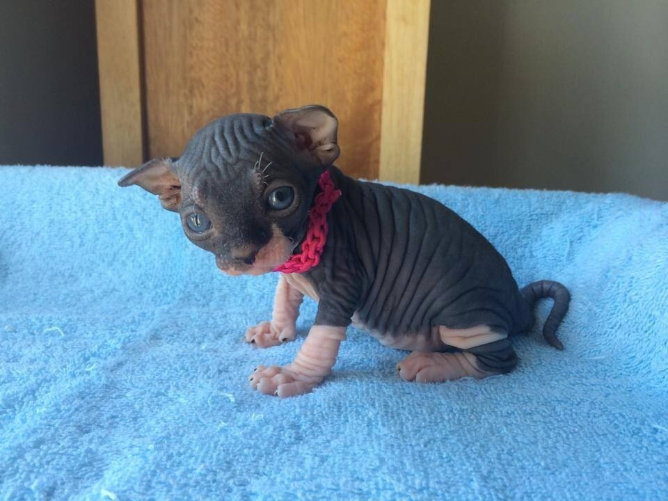 chubbylilcubby:  SCREAMING LOOK AT THESE NEW PICTURES OF MY ADORABLE ADORABLE ADORABLE