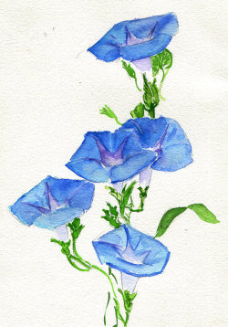 havekat: Climbing Ahead Watercolor and Gouache On Cotton Paper  2016, 6&quot;x 8&quot;  Heavenly Blue Morning Glories   Private Collection-Wilmet, IL  Lovely 😍 