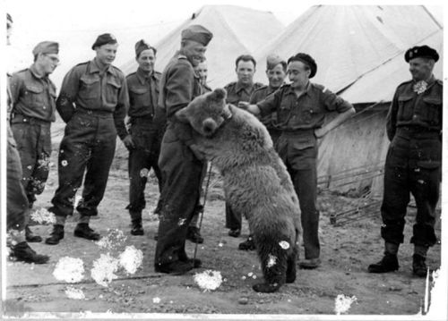 polandgallery: HISTORY OF POLAND IN 10 STEPS:#7 World War IIPhoto: Wojtek, the soldier bear playing 
