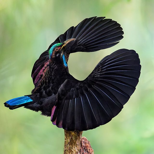 Victoria’s Riflebird